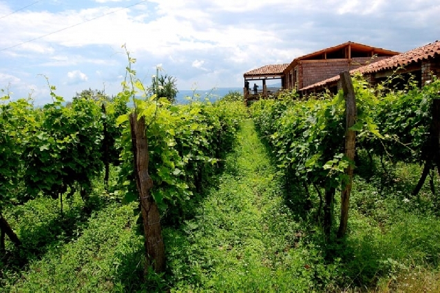 Родина вина