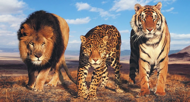 Поездка в Сафари Парк