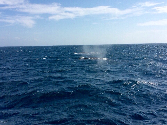 НАБЛЮДЕНИЕ ЗА КИТАМИ