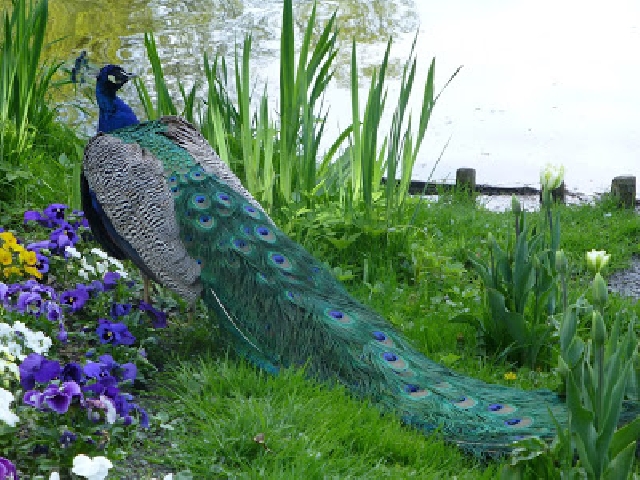 Королевские Лазенки 
