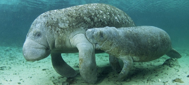 БУХТА МАРСА МУБАРАК