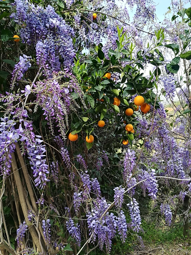 БОТАНИЧЕСКИЙ ПАРК КРИТА