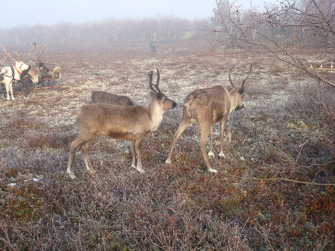 Этнографические экскурсии по Кольскому полуострову