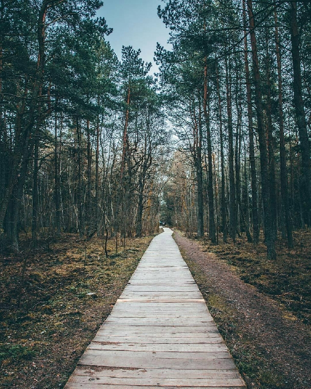 Куршская коса—очарование природы