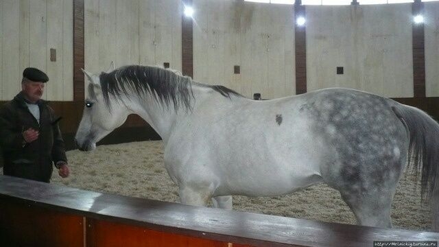 Экскурсия на  Терский конный завод