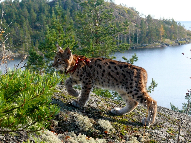 Архипелаг Ладожского озера