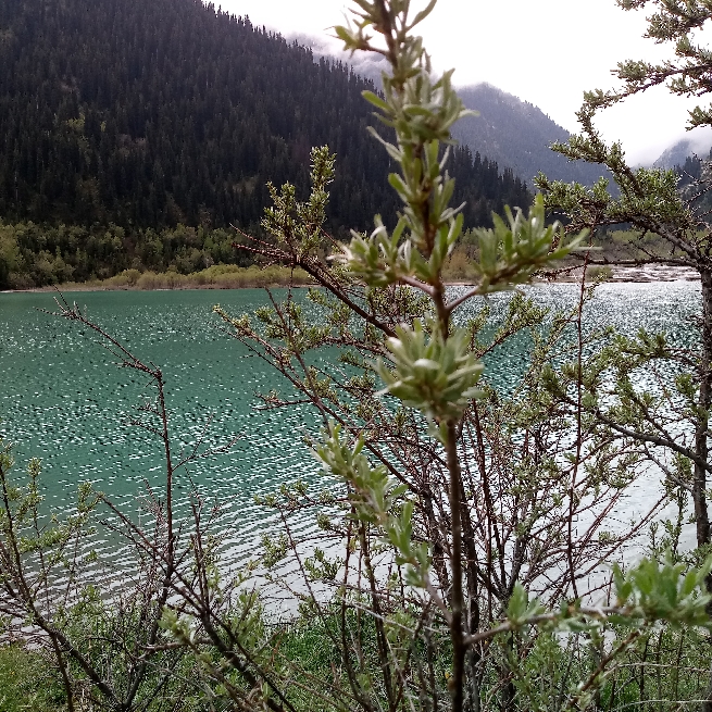 музей Золотого человека+озеро Иссык+форелевое хозяйство+страусинная ферма