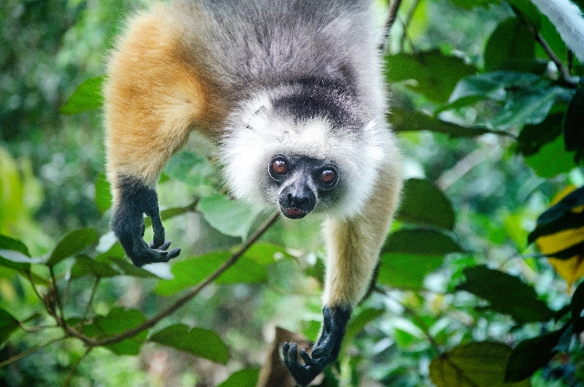 оЛЕМУРивание», 12 — 18 мая 2025 года