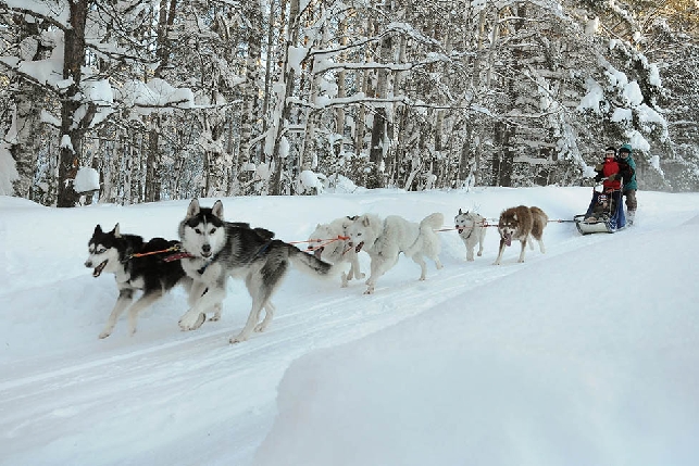 Экскурсия питомник собак хаске.  Этноэкскурсия в старинную  карельскую деревню карелов-ливвиков