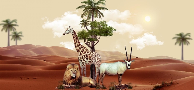 Атмосфера спокойствия. Зоопарк Аль-Айна