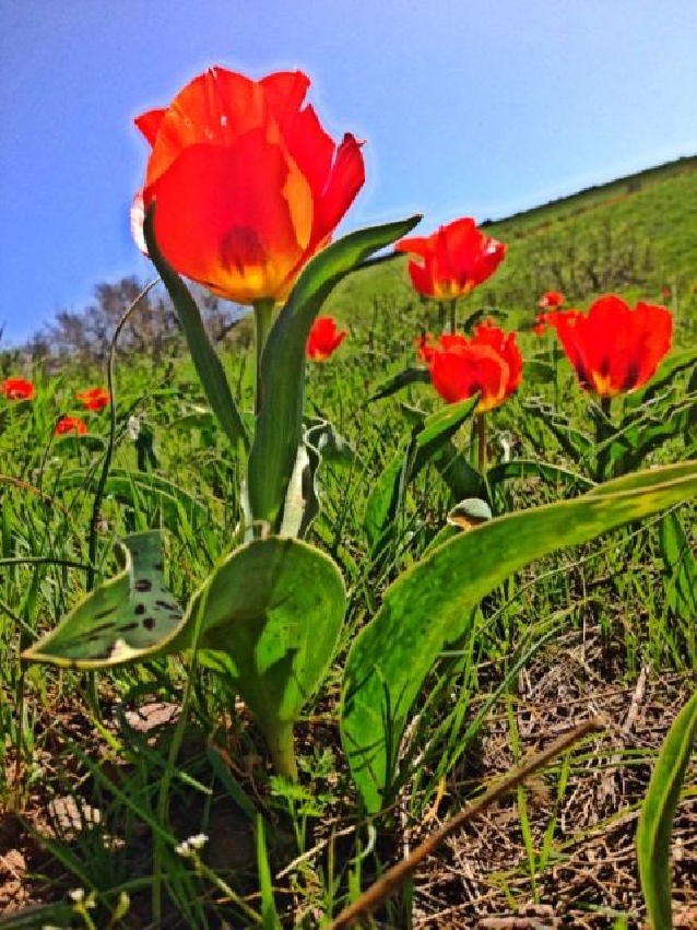 The Syrdarya-Turkestan State Regional Natural Park