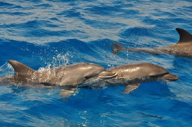 Дом дельфинов 40$