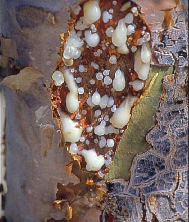 Экскурсия по Салале2