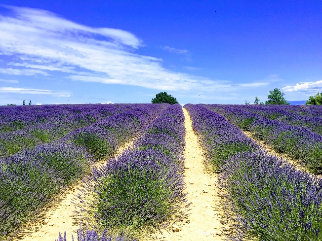 Поездка на лаванду 