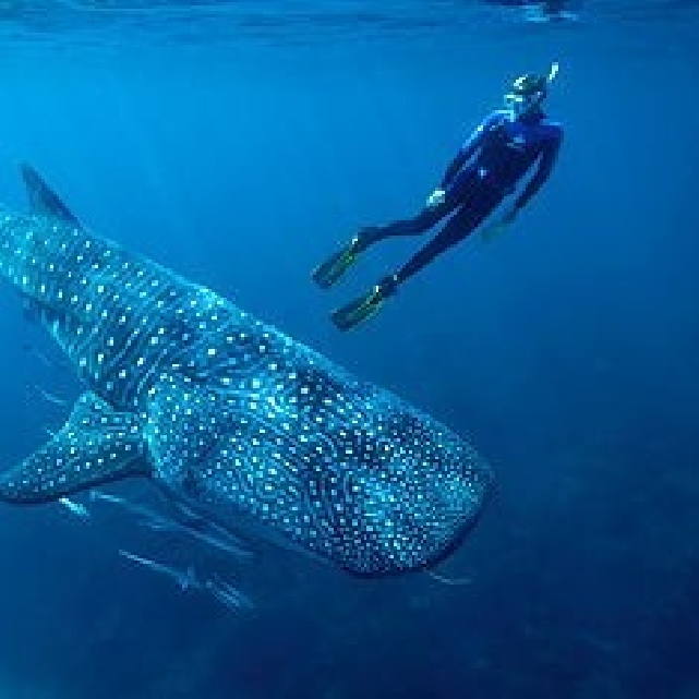 Плавание с китовыми акулами