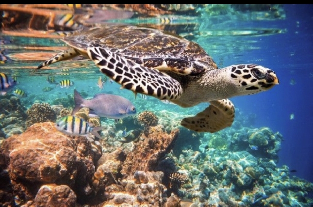 Плавание с черепахами