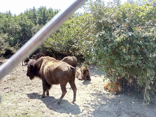 .Кавказские бизоны!