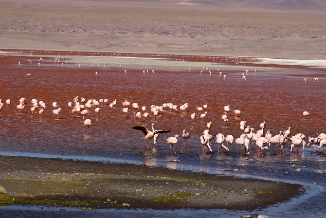Приключения от Чили до Боливии