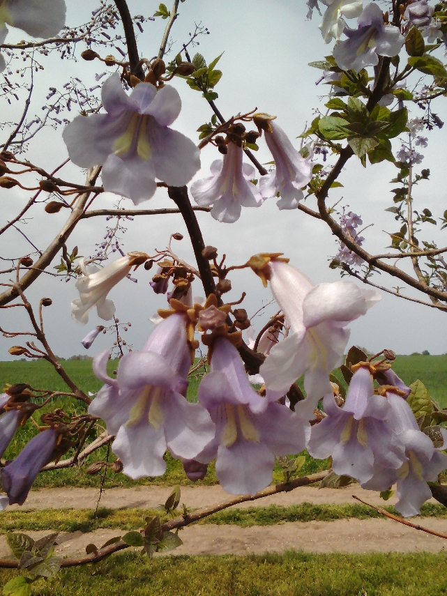 Дворец Балчика