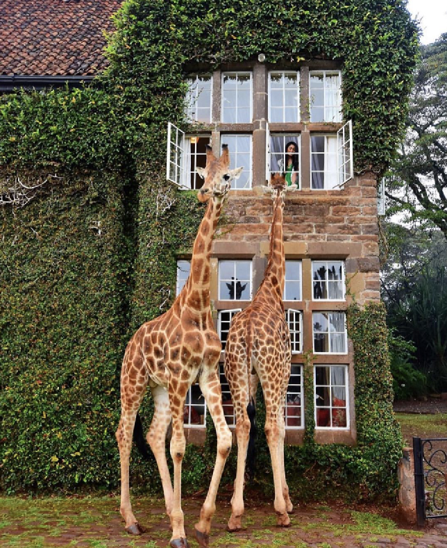 ЭКСКУРСИЯ В НАЙРОБИ «ПРИРОДА И ГОРОД»