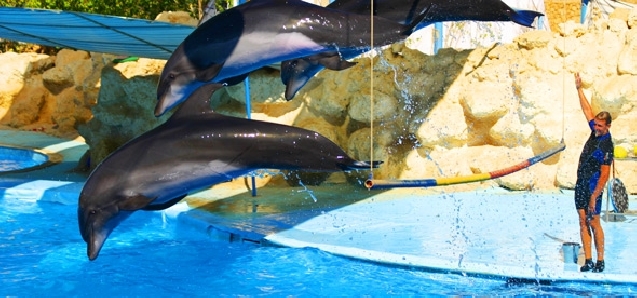 ДЕЛЬФИНАРИЙ  