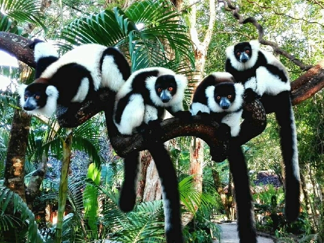 Сафари лемуров: Тур на востоке Мадагаскара 