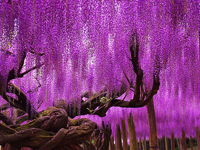 Глициния. Парк цветов Асикага