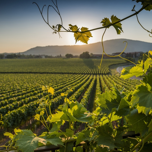 Дегустация лучших игристых вин Италии и озеро Изео