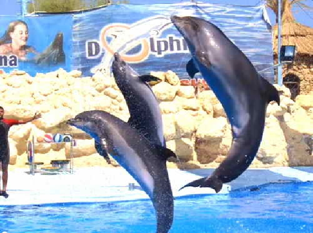 Дельфинарий Dolphina Park  20$