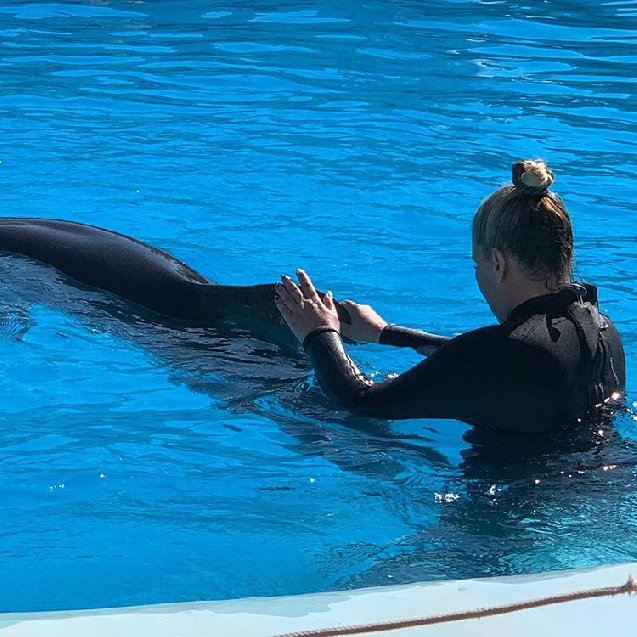Купание с дельфинами 50$