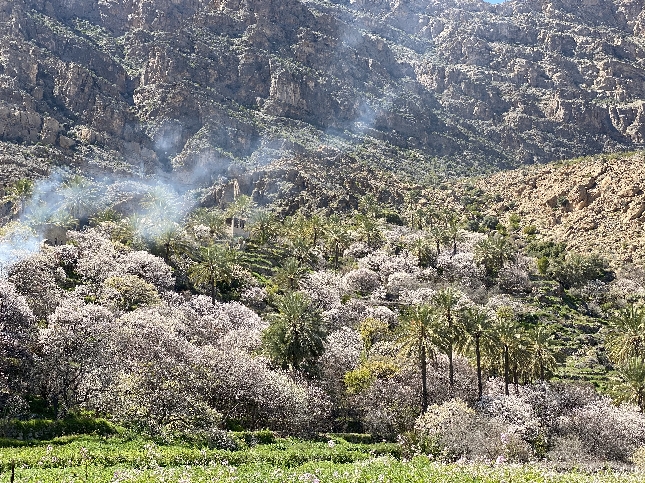 Вакан деревня сакуры 