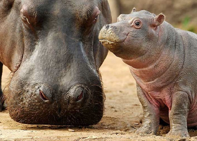 Сафари в парке Тарангире. 1 День/0 ночей.