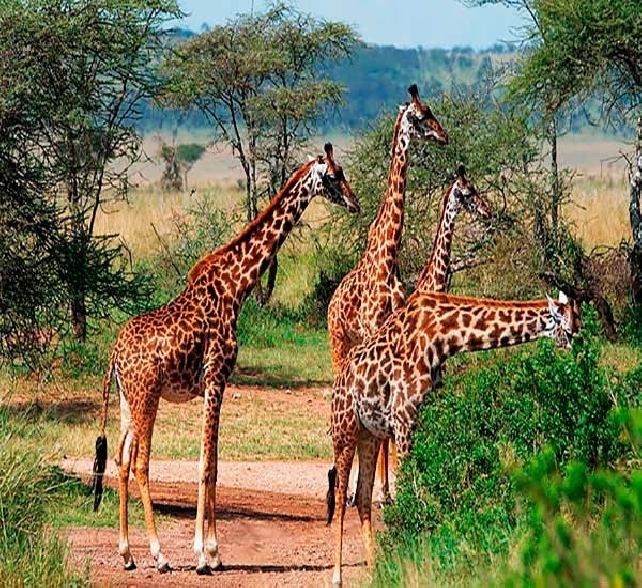 Сафари в парках Тарангире, Серенгети и Нгоронгоро, на оз. Маньяра, Килиманджаро 7 дней/6 ночей  