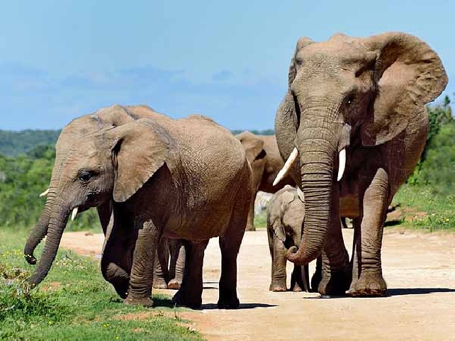 Сафари в парке Микуми. 2 дня/1 ночь.  