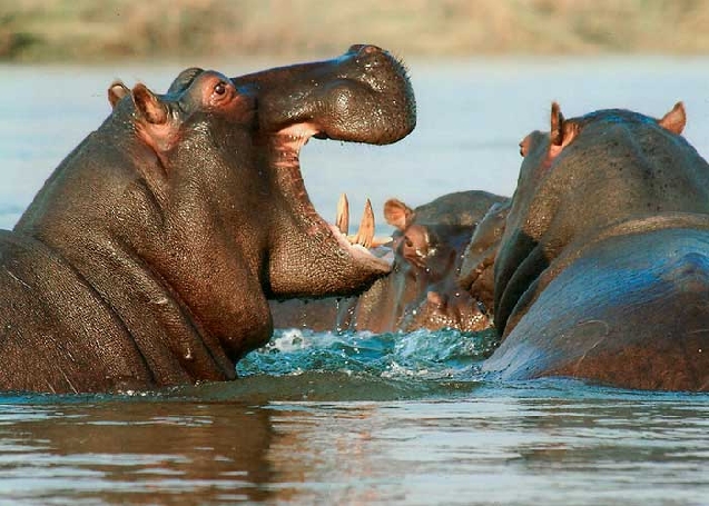 Сафари в парке Руаха, экскурсия в г. Иринга. 3 дня/2 ночи.