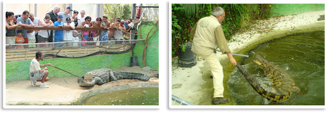 Парк Крокодилов на Коста-дель-Соль