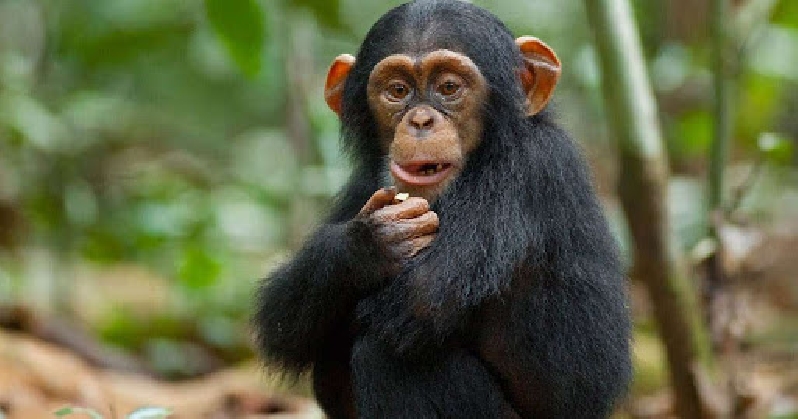 В мире животных