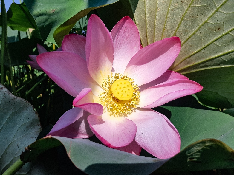 Цветение лотосов