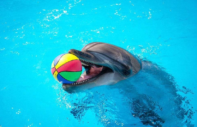 Дельфинарий в Хургаде