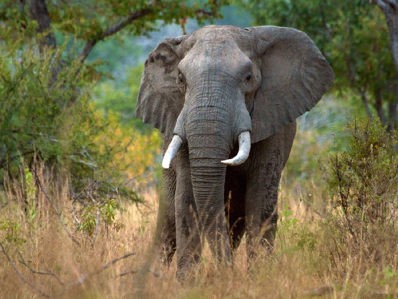 Сафари по южному кольцу: Селоус, Микуми, Удзунгва, Руаха