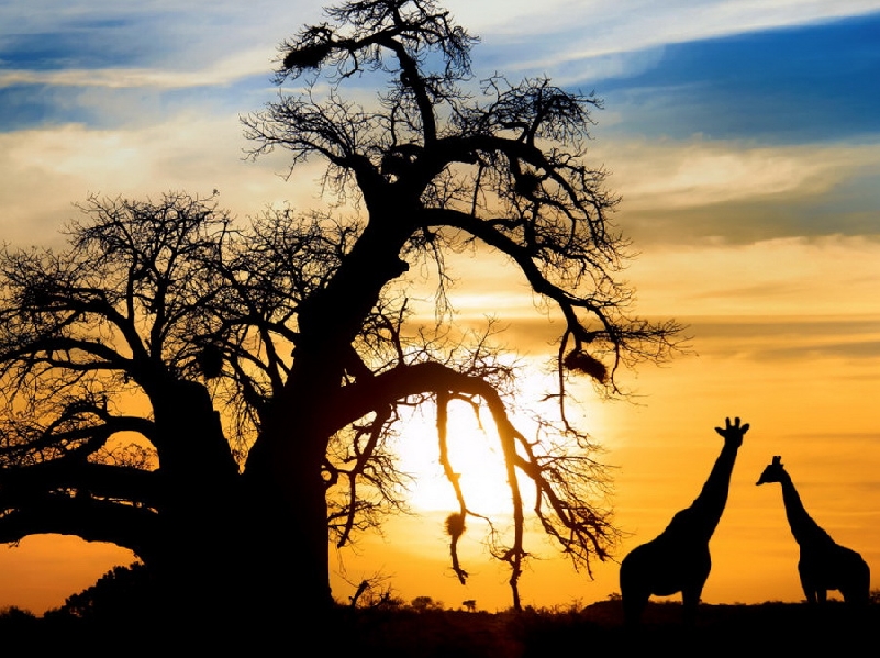 Сафари по северном кольцу: Мкомази, Аруша, Тарангире, Маньяра, Нгоронгоро, Серенгети, племена хадза