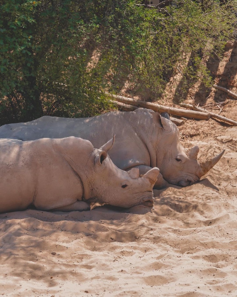 Экскурсия в Сафари Парк в Дубае 