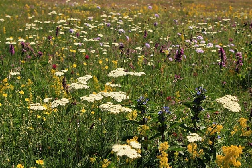 Ботаническая экскурсия по Крыму