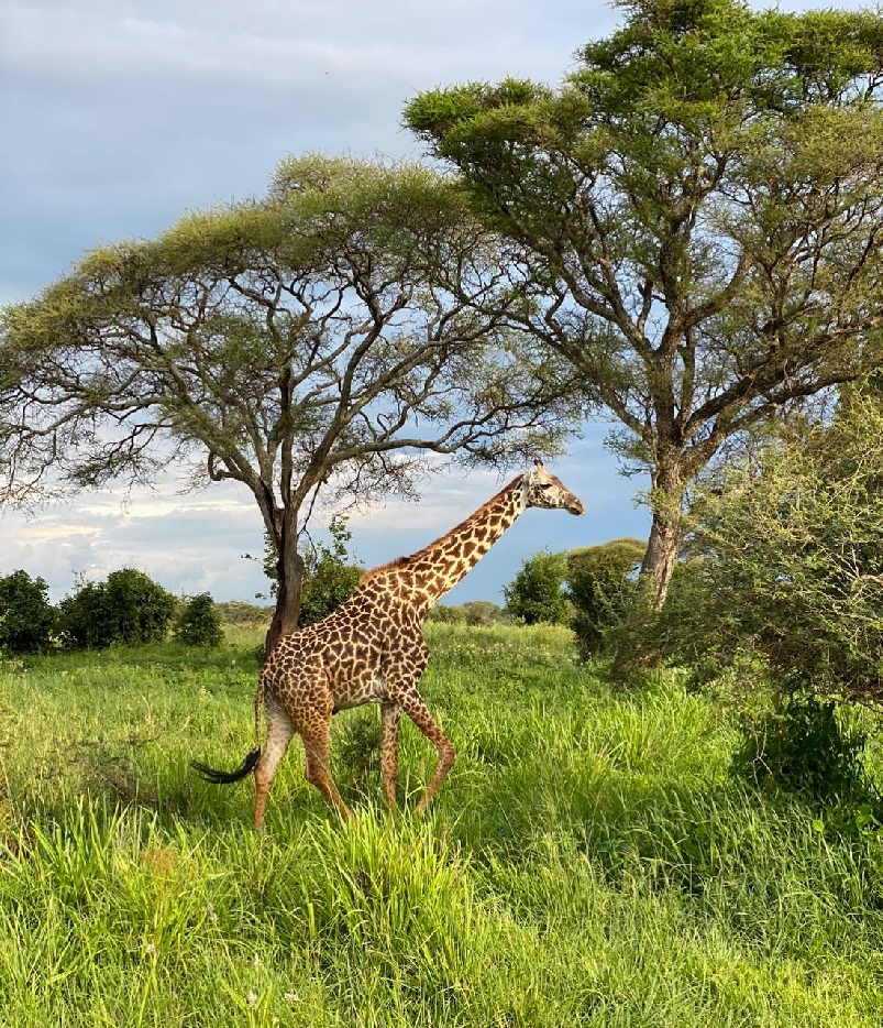 График туров на 2021 год