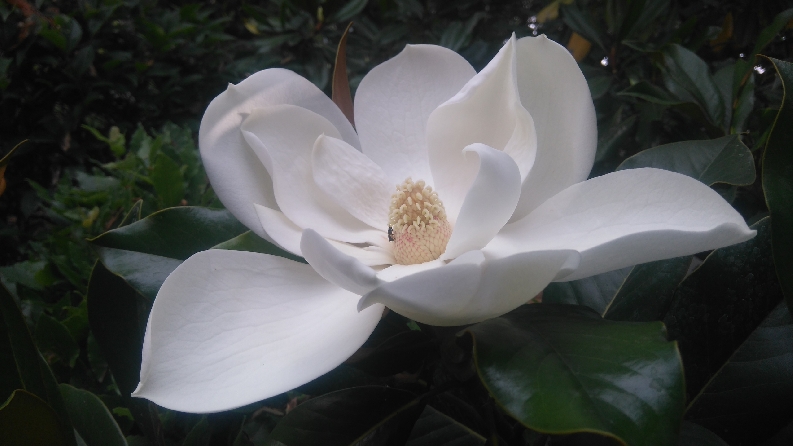 Обзорная пешеходная со всеми местными секретами)) по Ялте