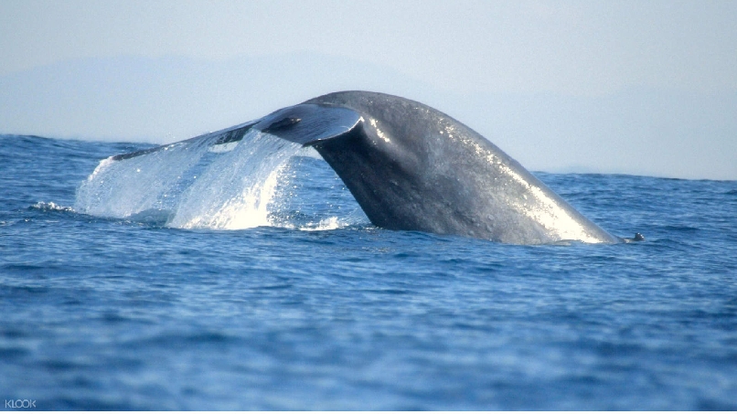 Однодневная экскурсия «Наблюдение за китами и дельфинами» 