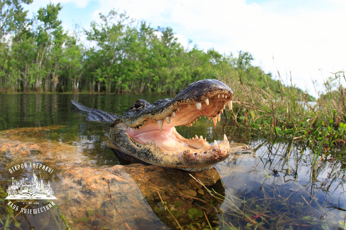 Аллигаторы и дикая природа Флориды. Тур из Майами