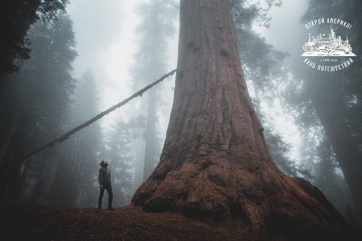 Национальный парк Секвойя. Однодневный тур из Лос-Анджелеса