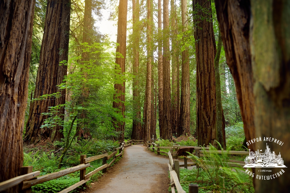 Обзорная экскурсия по Сан-Франциско + Саусалито и Мьюирский Лес