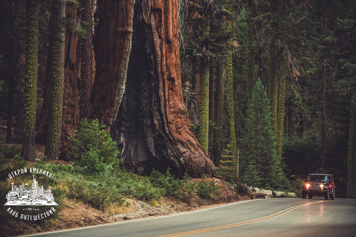 Национальный парк Секвойя. Однодневный тур из Сан-Франциско